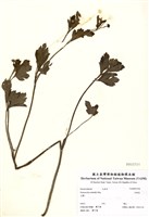 藏品(揚子毛茛(辣子草))的圖片